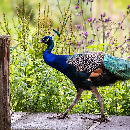 Apartmán Der Lammhof - Kaswurm Wagrain