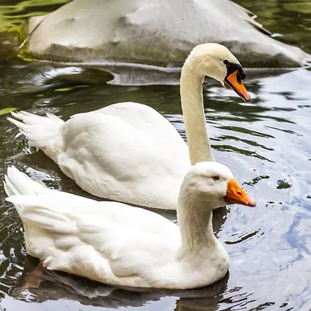 Der Lammhof - Kaswurm