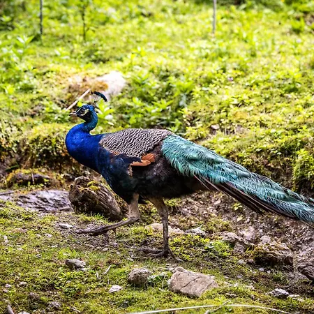 アパート Der Lammhof - Kaswurm