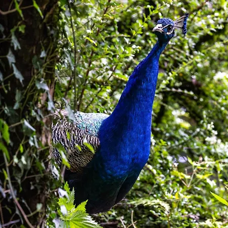 Der Lammhof - Kaswurm Apartmán Wagrain