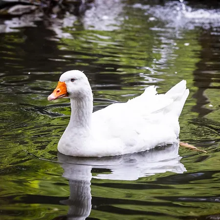 Der Lammhof - Kaswurm * ヴァークライン