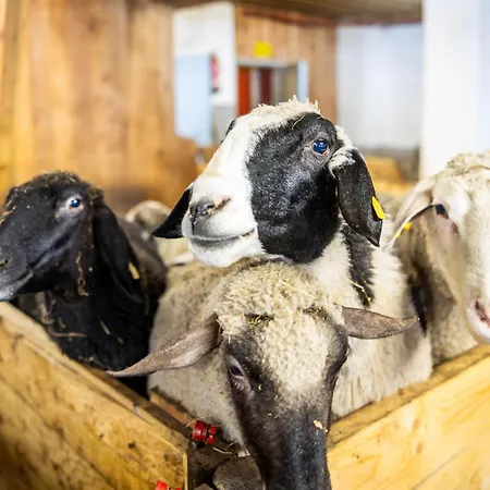 Der Lammhof - Kaswurm Apartmán