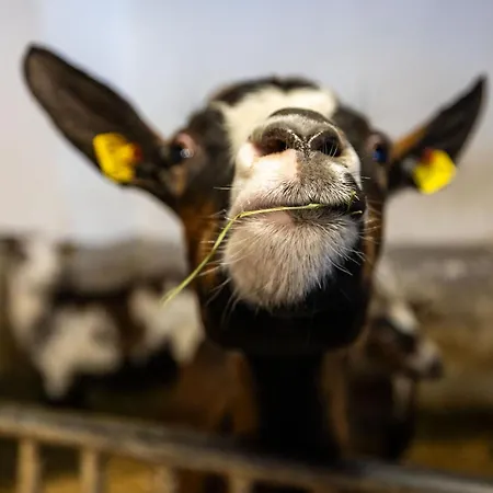 Apartmán Der Lammhof - Kaswurm *