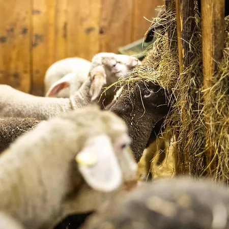 Der Lammhof - Kaswurm Wagrain