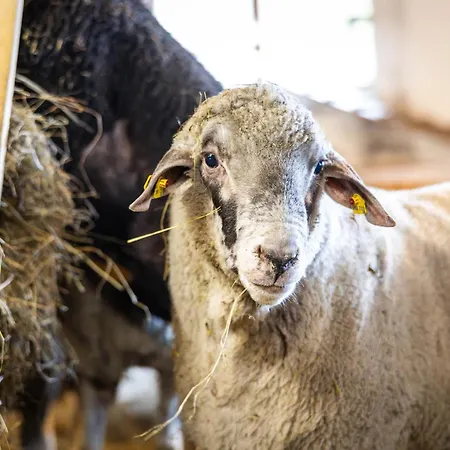 Der Lammhof - Kaswurm