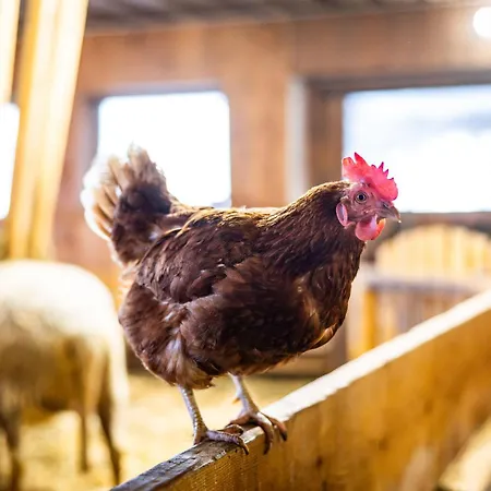 Der Lammhof - Kaswurm *