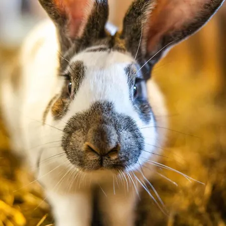 Der Lammhof - Kaswurm アパート ヴァークライン