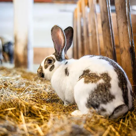 アパート Der Lammhof - Kaswurm ヴァークライン