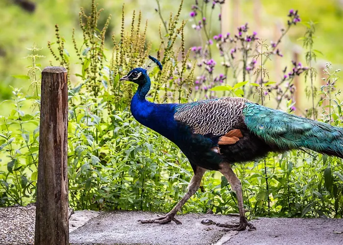 Apartmán Der Lammhof - Kaswurm Wagrain