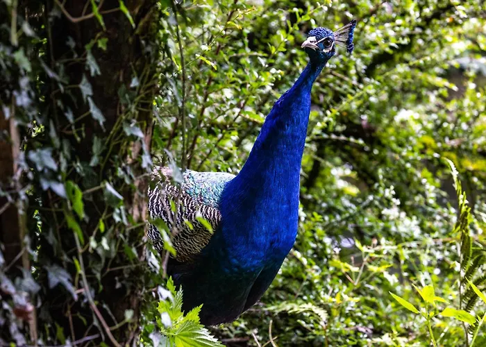 Der Lammhof - Kaswurm Apartmán Wagrain