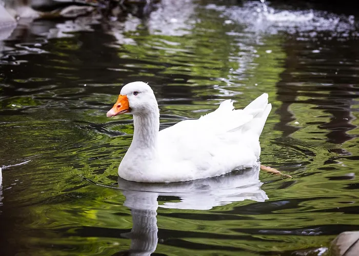 Der Lammhof - Kaswurm * Wagrain