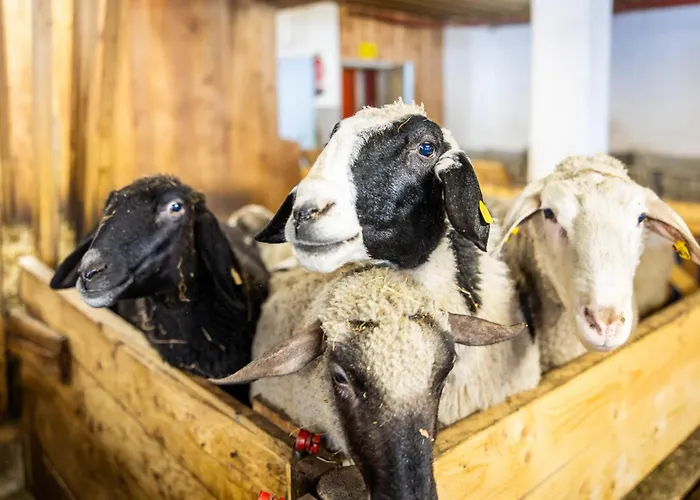 Der Lammhof - Kaswurm Apartmán