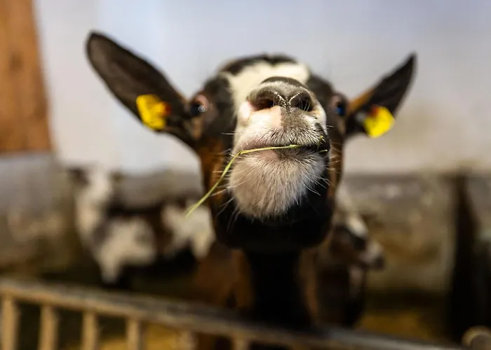 Apartmán Der Lammhof - Kaswurm *