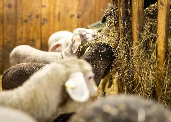 Der Lammhof - Kaswurm Wagrain