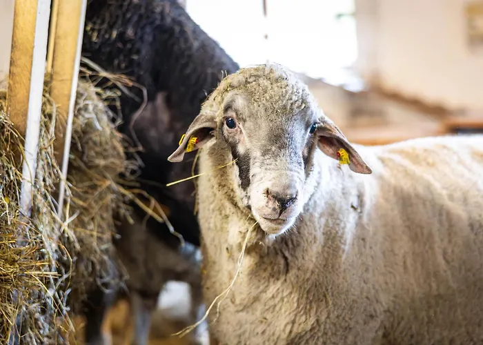 Der Lammhof - Kaswurm