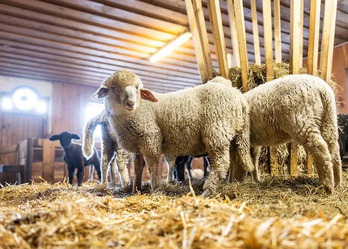 Der Lammhof - Kaswurm Apartmán Wagrain