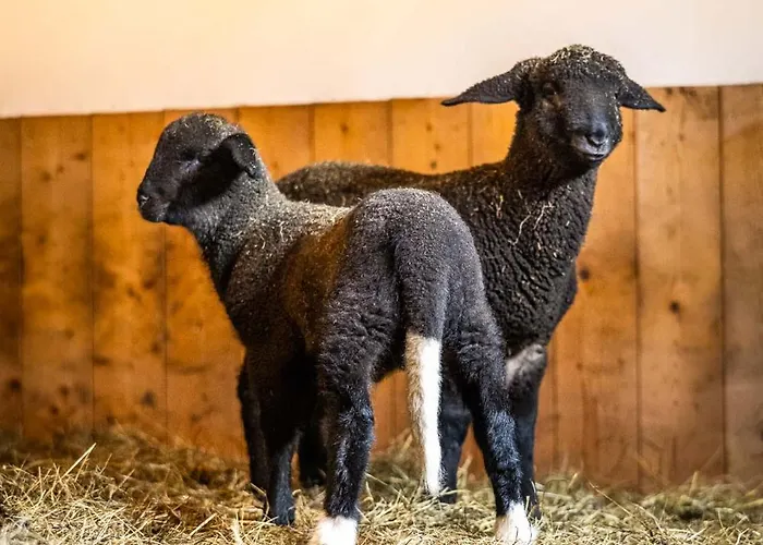 Apartmán Der Lammhof - Kaswurm *