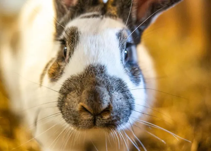 Der Lammhof - Kaswurm Apartmán Wagrain