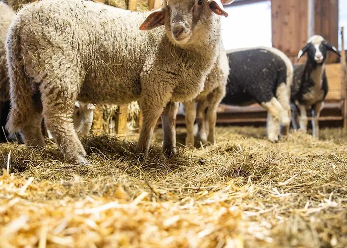 Der Lammhof - Kaswurm Apartmán