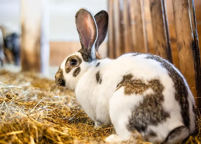 Apartmán Der Lammhof - Kaswurm Wagrain